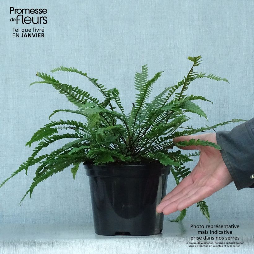 Blechnum spicant - Hard Fern 2L/3L pot sample as delivered in winter