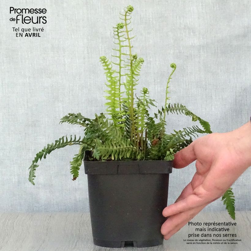 Blechnum spicant - Hard Fern 2L/3L pot sample as delivered in spring