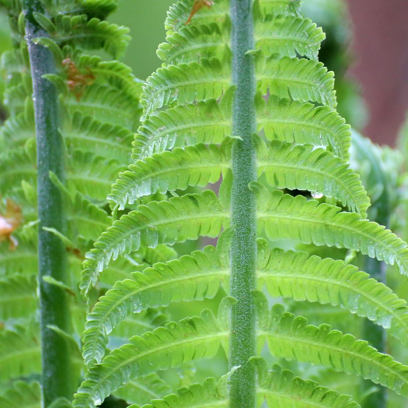 Blechnum discolor - Crown fern (Foliage)