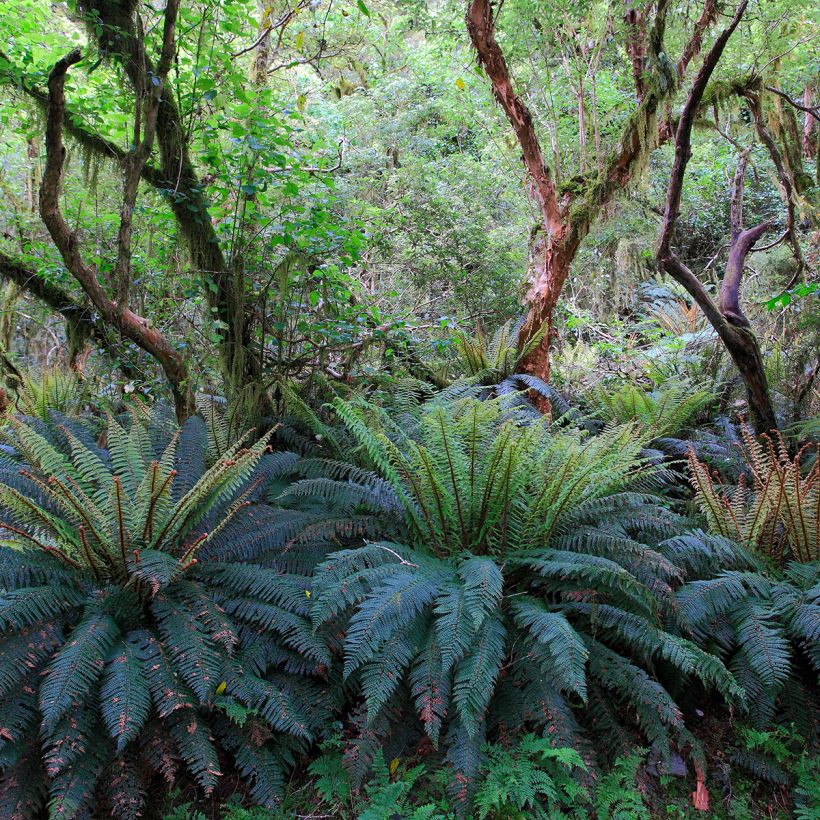 Blechnum discolor - Crown fern (Plant habit)