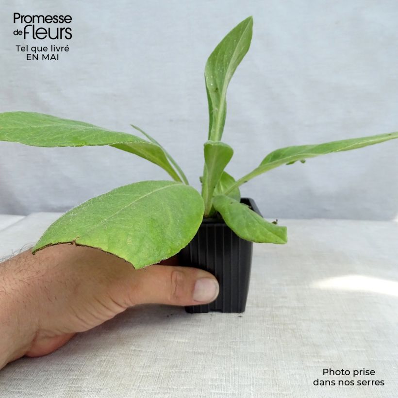 Centaurea montana 7/8 cm pot sample as delivered in spring