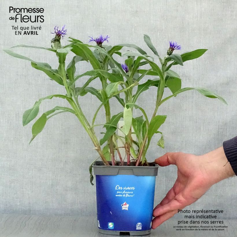 Centaurea montana 2L/3L pot sample as delivered in spring