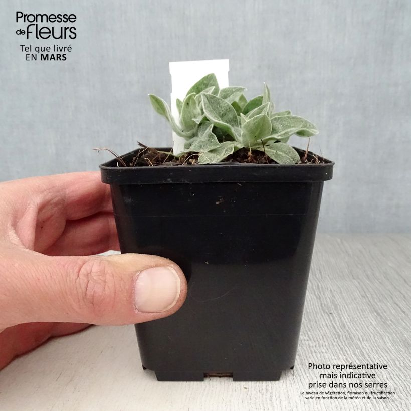 Centaurea montana Coerulea 8/9 cm pot sample as delivered in spring