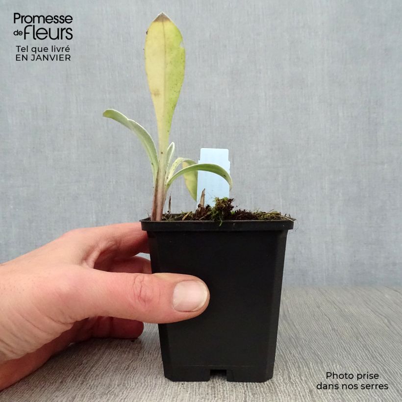 Centaurea montana Amethyst in Snow 8/9 cm pot sample as delivered in winter