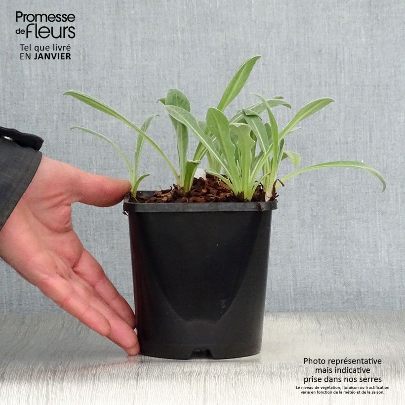 Centaurea montana Amethyst in Snow 1.5L/2L pot sample as delivered in winter