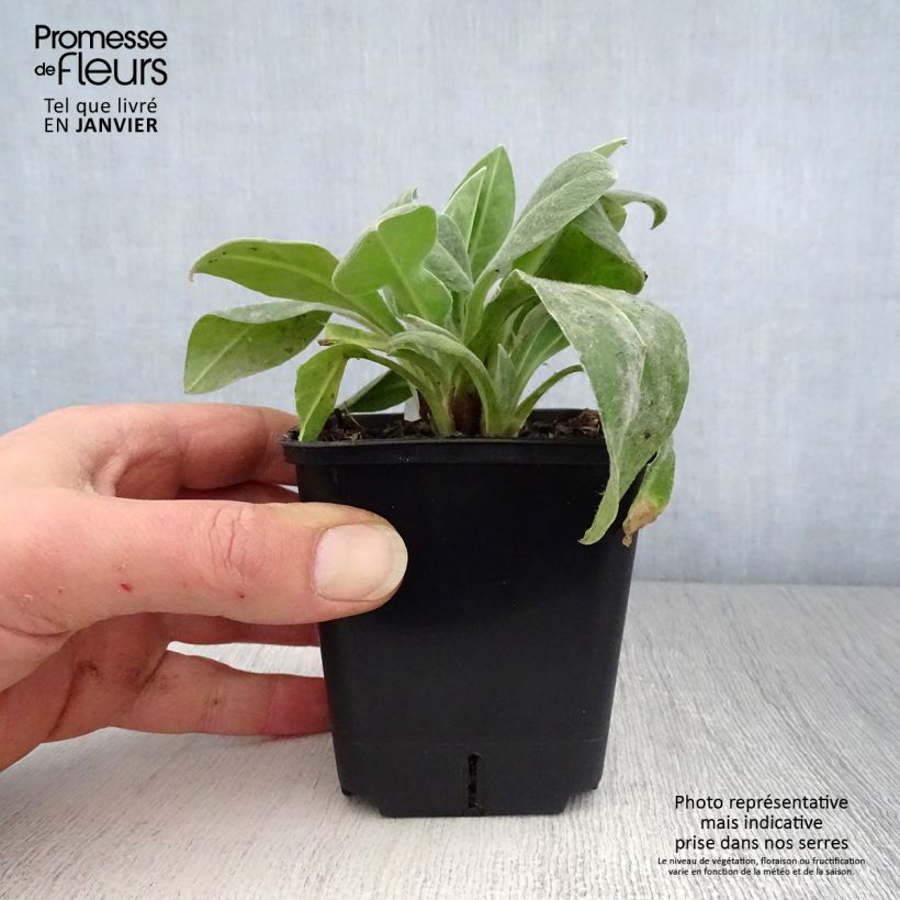 Centaurea montana Sulphurea 8/9 cm pot sample as delivered in winter