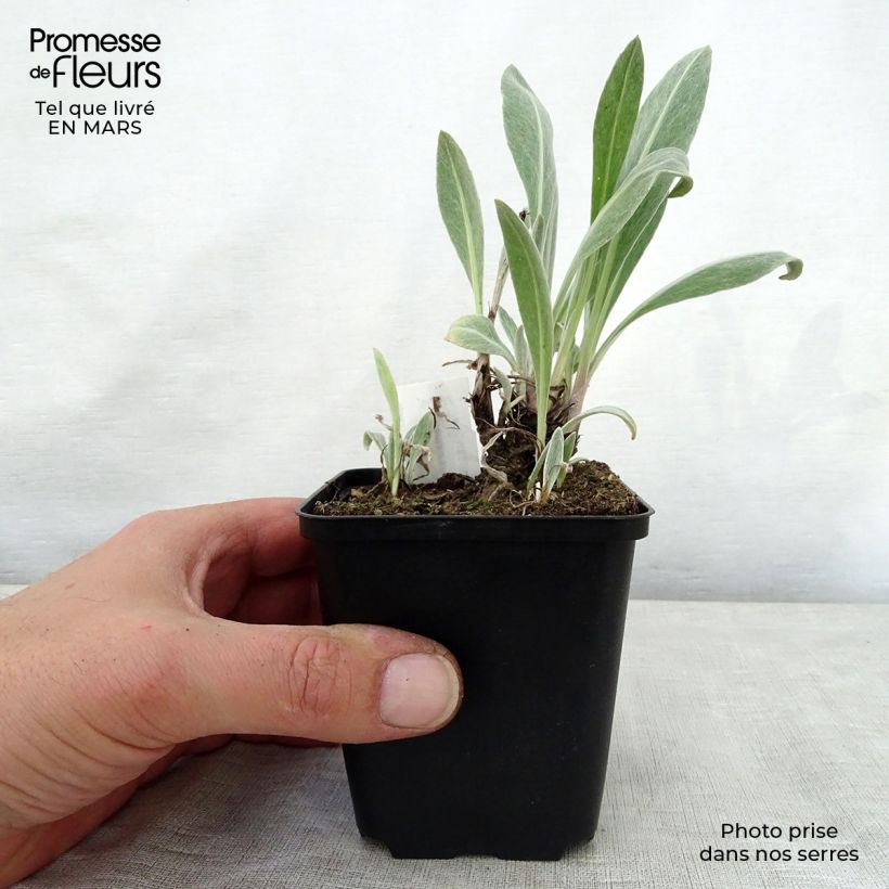 Centaurea montana Sulphurea 8/9 cm pot sample as delivered in spring