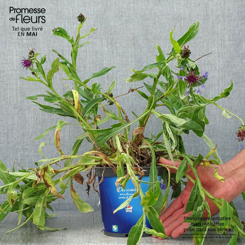 Centaurea montana Sulphurea 2L/3L pot sample as delivered in spring