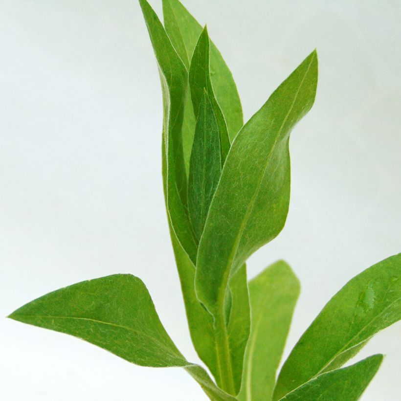 Centaurea montana Alba (Foliage)