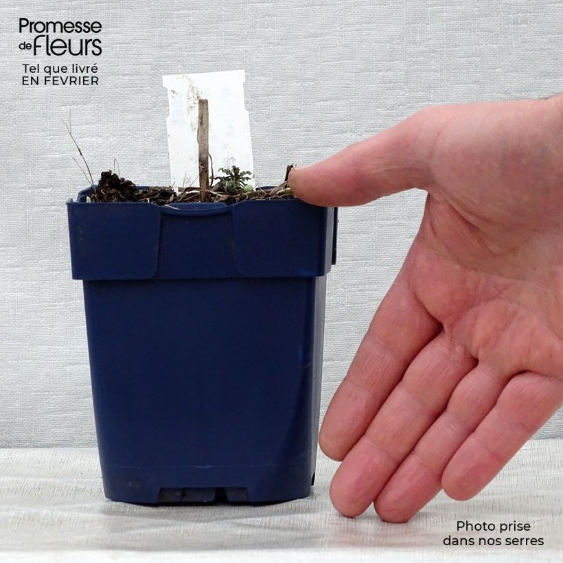 Centaurea montana Alba 8/9 cm pot sample as delivered in winter