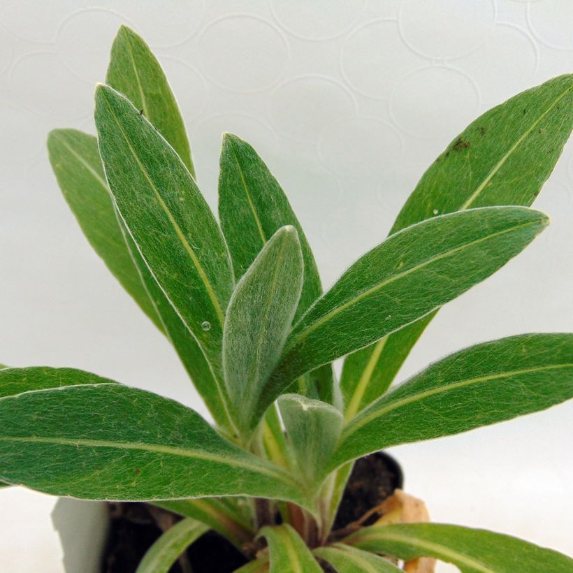 Centaurea montana Amethyst Dream (Foliage)
