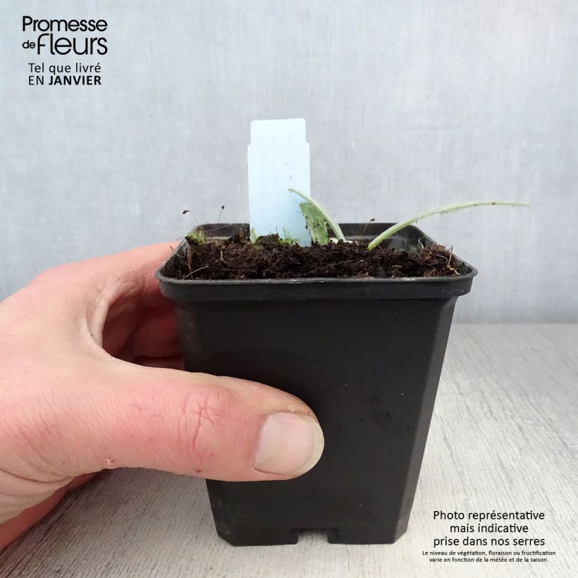 Centaurea montana Amethyst Dream 8/9 cm pot sample as delivered in winter