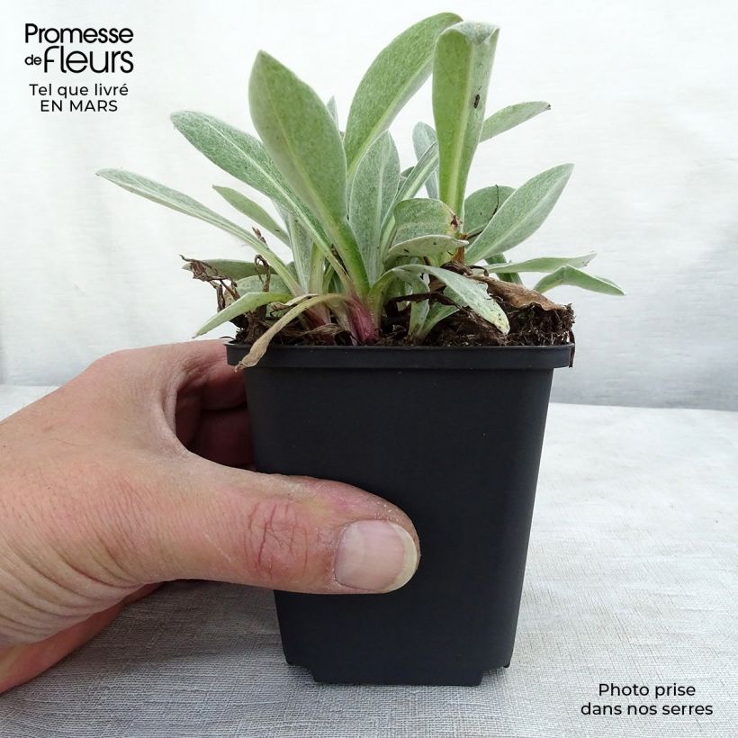 Centaurea montana Purple Heart 8/9 cm pot sample as delivered in spring