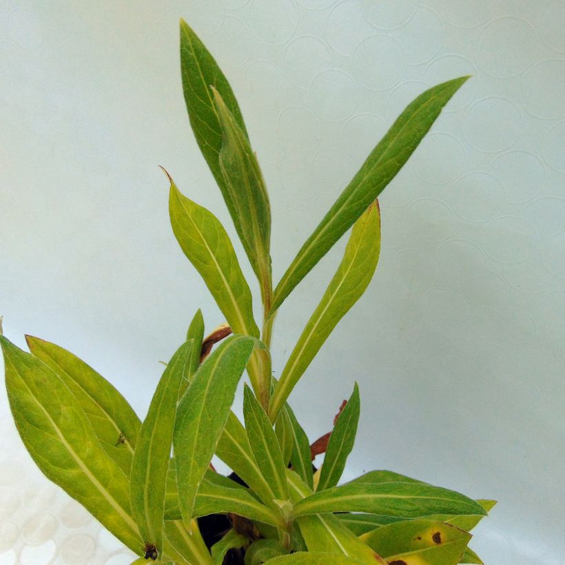 Centaurea montana Black Sprite (Foliage)