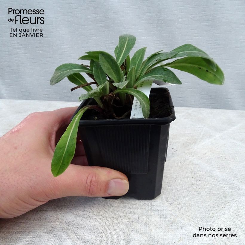 Centaurea montana Black Sprite 8/9 cm pot sample as delivered in winter