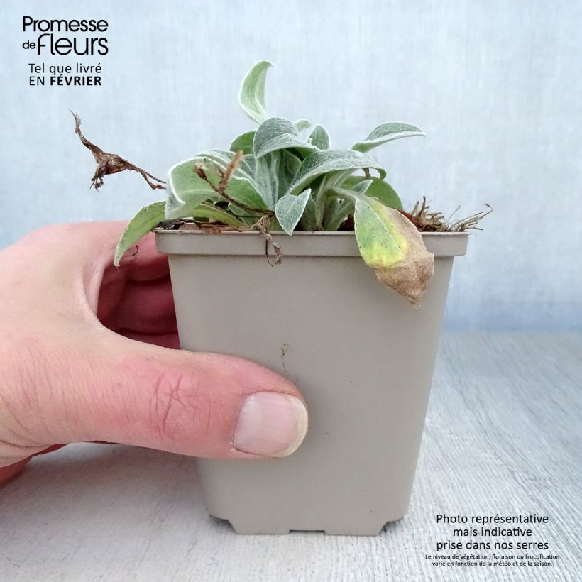 Centaurea montana Jordy 8/9 cm pot sample as delivered in winter