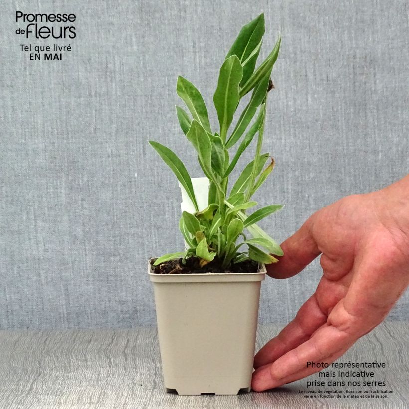 Centaurea montana Carnea 8/9 cm pot sample as delivered in spring