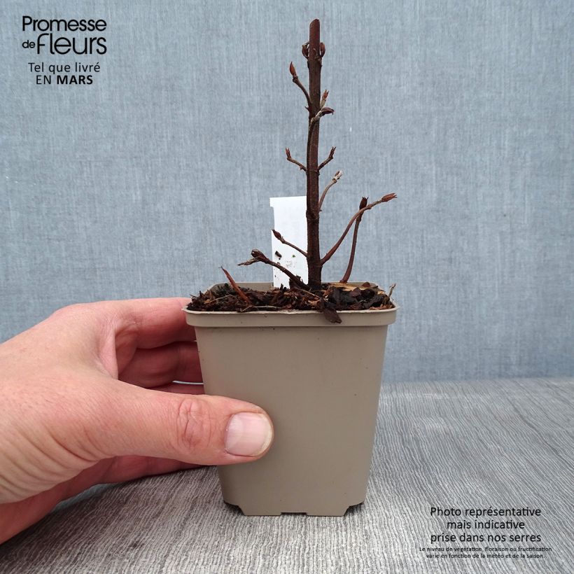 Boehmeria biloba - False Nettle 8/9 cm pot sample as delivered in winter