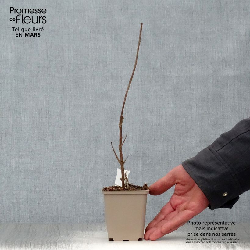 Boehmeria cylindrica - False Nettle 8/9 cm pot sample as delivered in spring