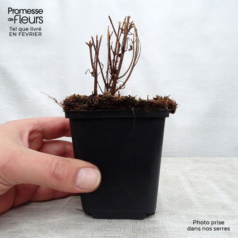 Boehmeria spicata - False Nettle 8/9 cm pot sample as delivered in winter