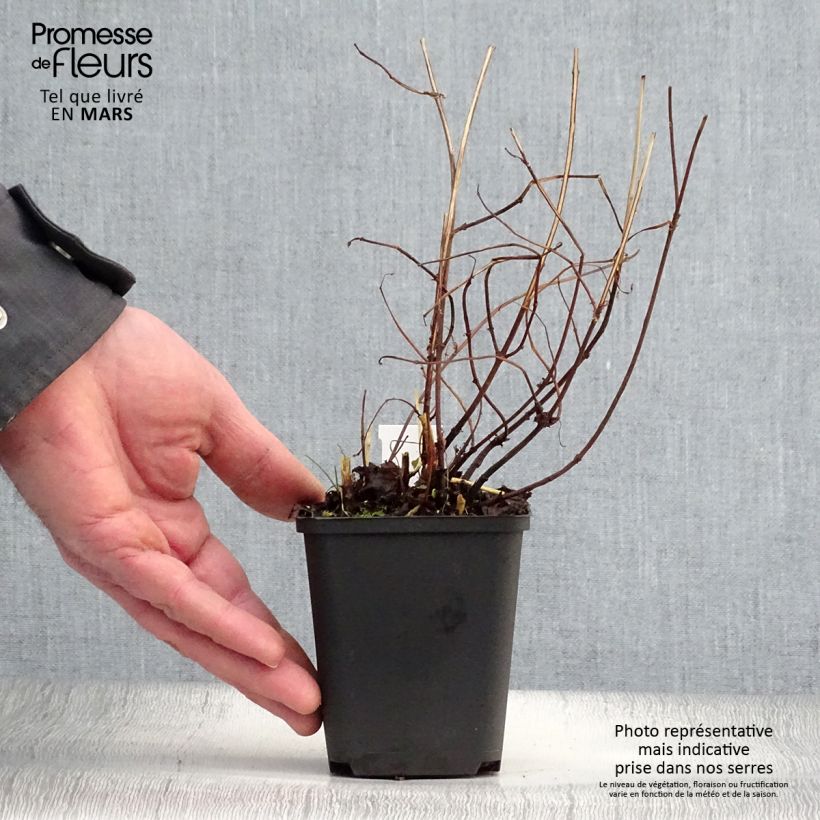 Boehmeria tricuspis - False Nettle 8/9 cm pot sample as delivered in spring