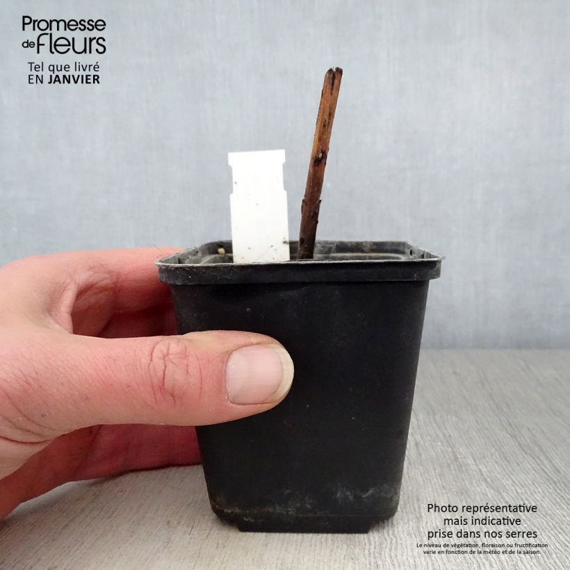 Boltonia asteroides Snowbank 8/9 cm pot sample as delivered in winter