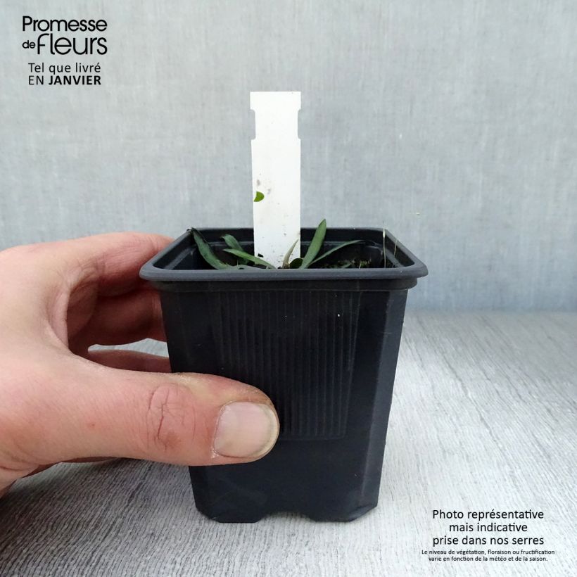 Boltonia asteroides Latisquama 8/9 cm pot sample as delivered in winter