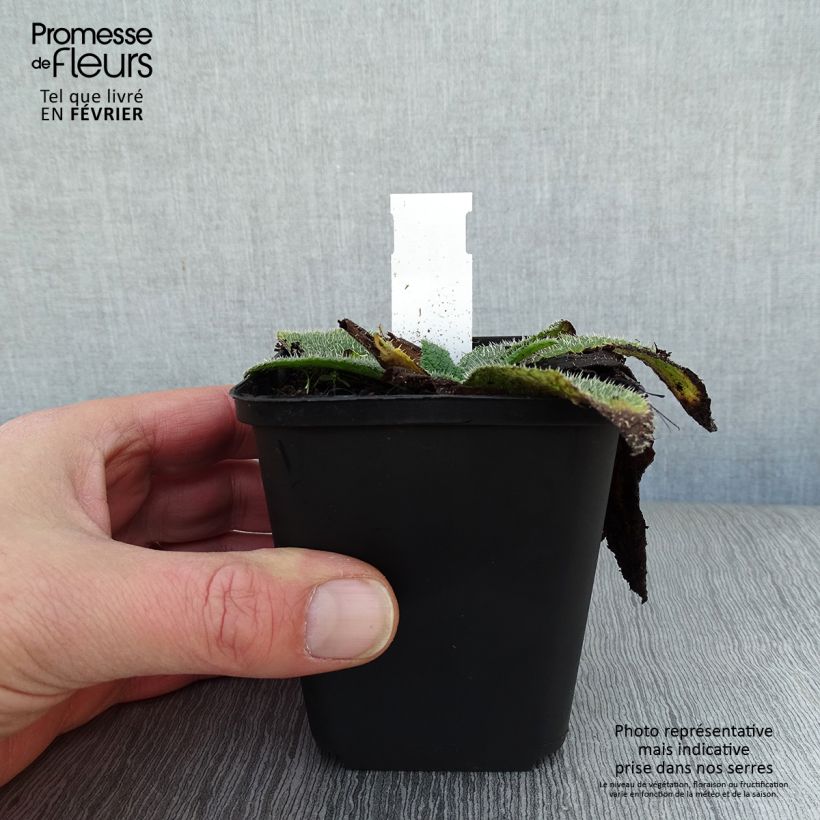 Borago pygmaea 8/9 cm pot sample as delivered in winter