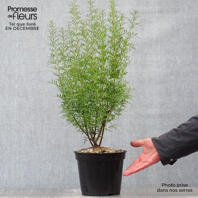 Boronia heterophylla 3L/4L pot sample as delivered in winter