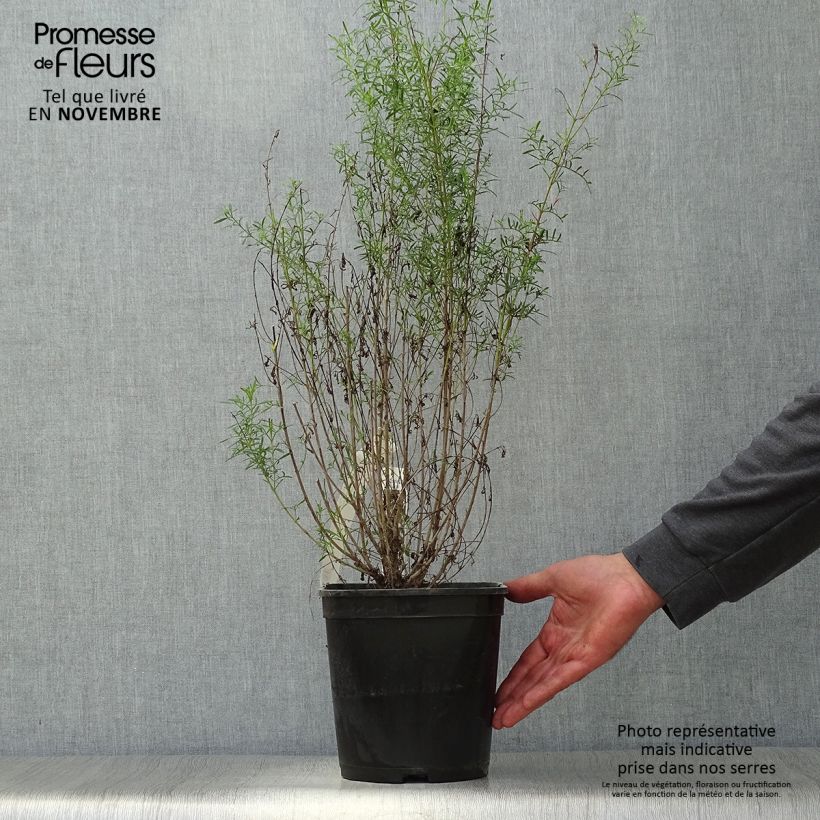 Boronia heterophylla Ice Charlotte 4L/5L pot sample as delivered in autumn