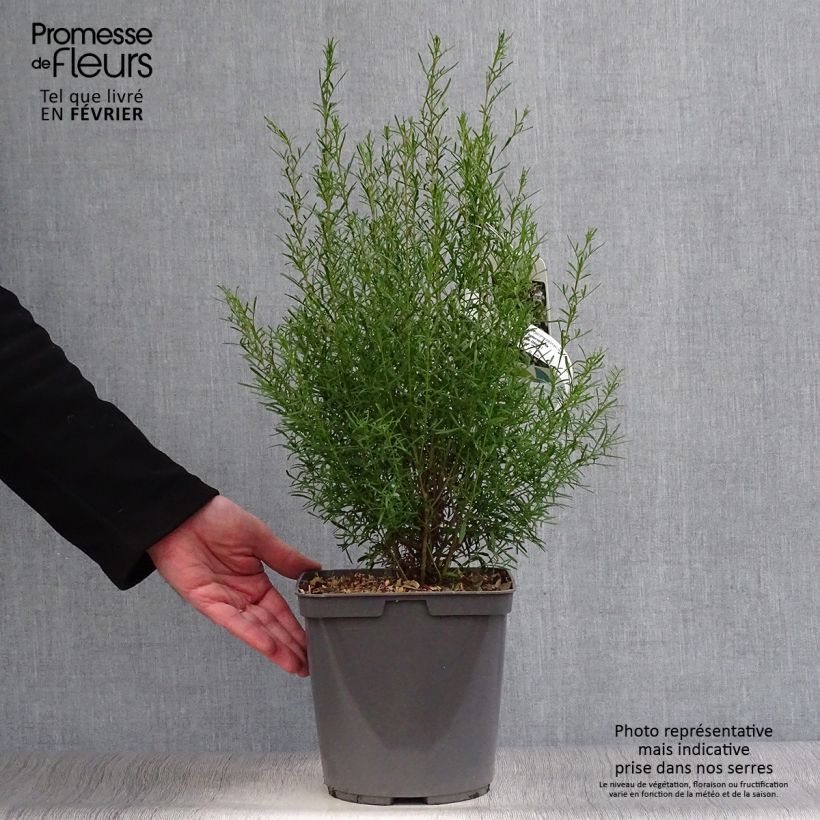Boronia heterophylla Ice Charlotte 4L/5L pot sample as delivered in winter