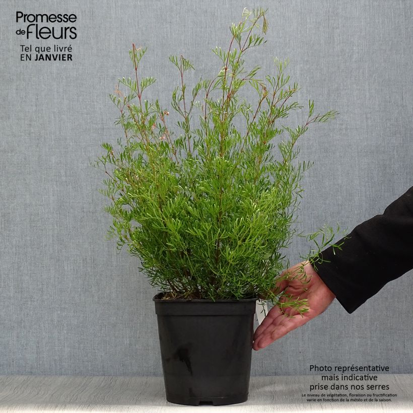 Boronia muelleri 4L/5L pot sample as delivered in winter