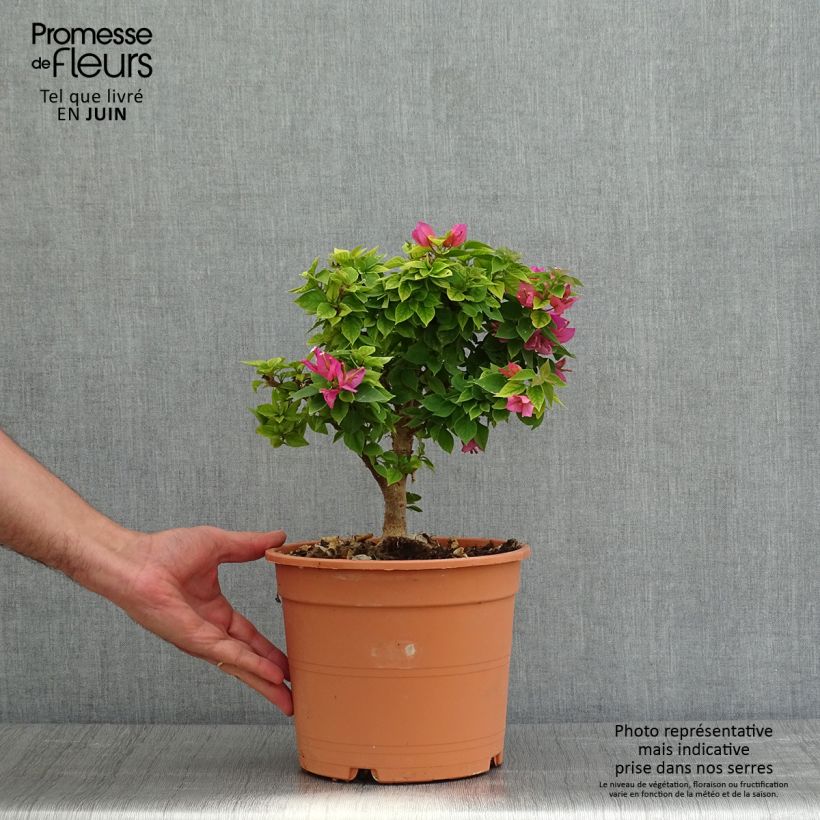 Bougainvillea x hybrida Mini Thaï 3L/4L pot sample as delivered in spring