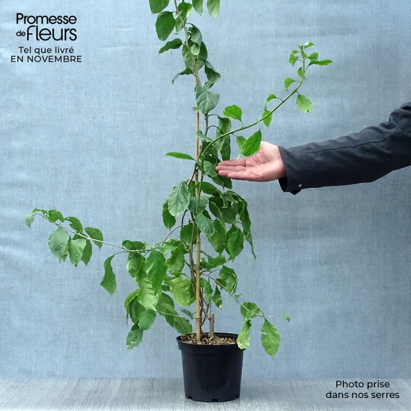 Bougainvillea spectabilis x glabra Violet de Mèze 3L/4L pot sample as delivered in autumn
