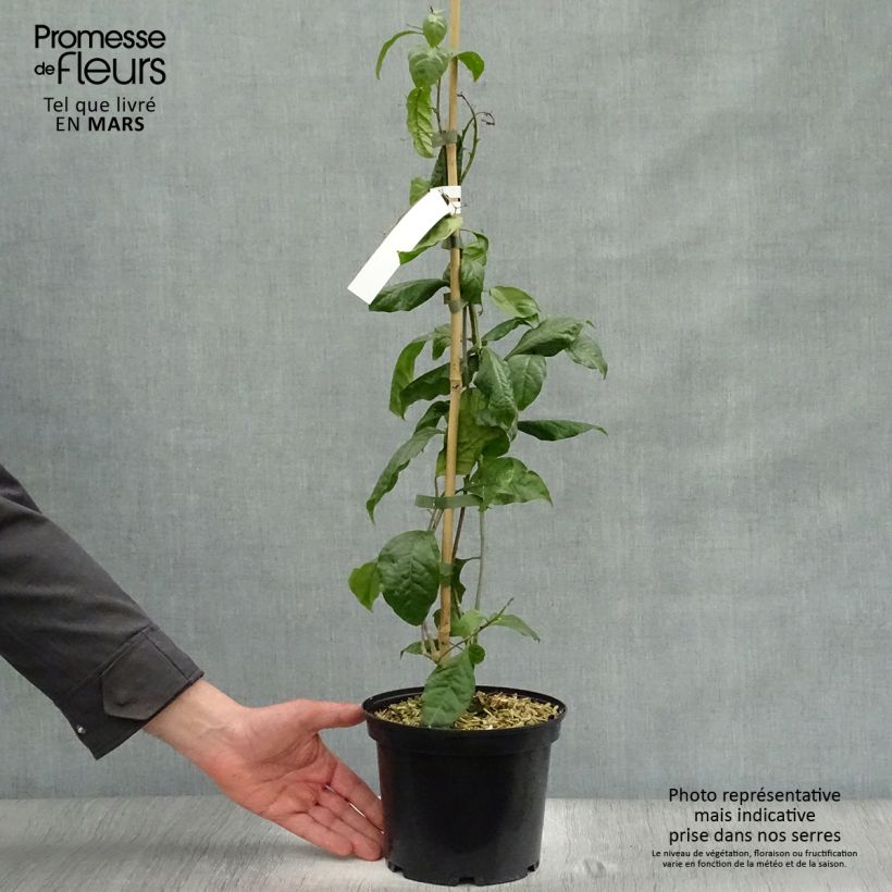 Bougainvillea spectabilis x glabra Violet de Mèze 3L/4L pot sample as delivered in spring