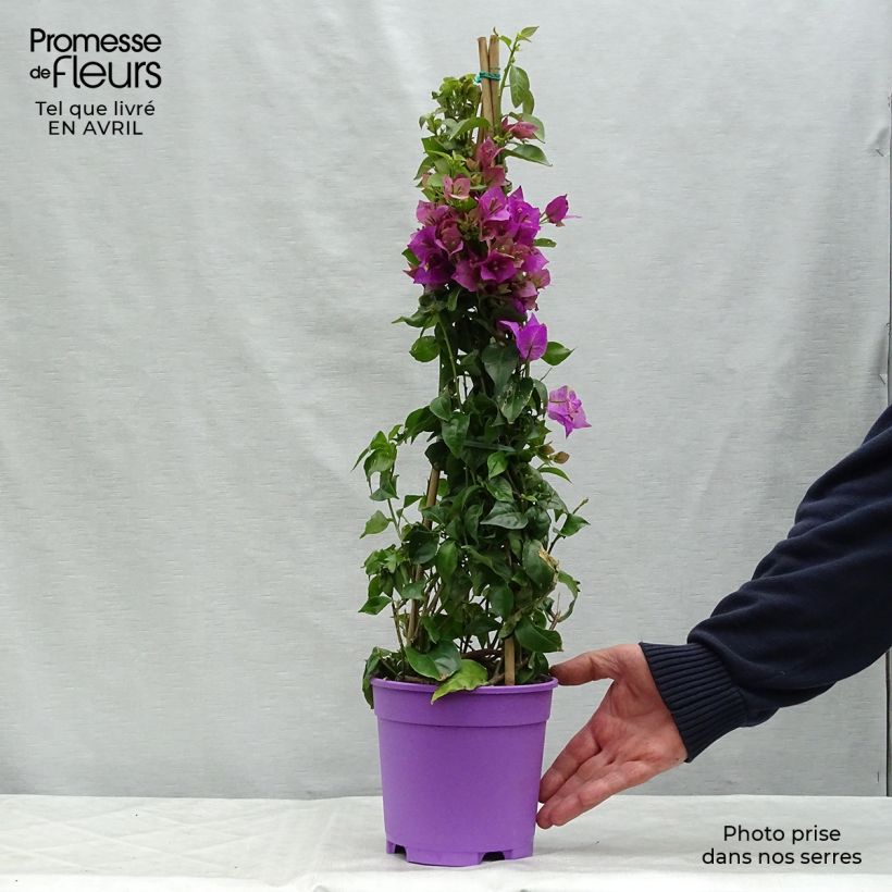 Bougainvillea glabra Sanderiana 'Alexandra' 2L/3L pot sample as delivered in spring