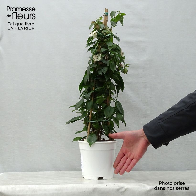 Bougainvillea spectabilis White 2L/3L pot sample as delivered in winter