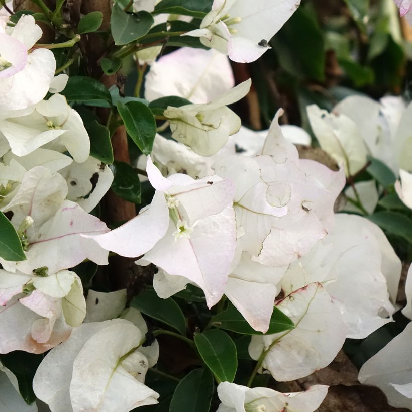 Bougainvillea spectabilis White (Flowering)