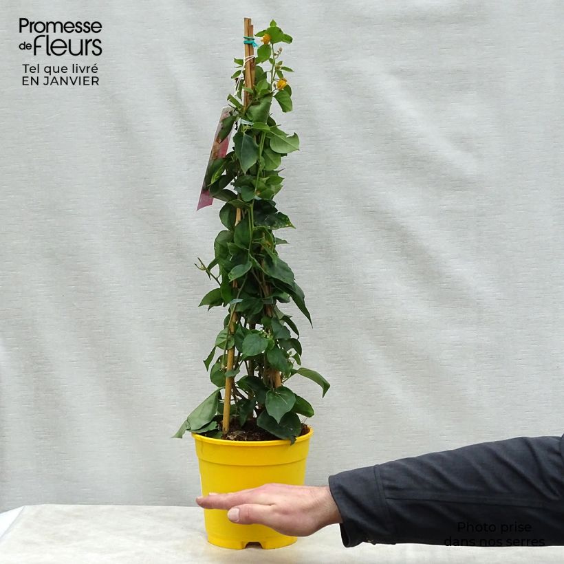 Bougainvillea spectabilis Yellow 2L/3L pot sample as delivered in winter