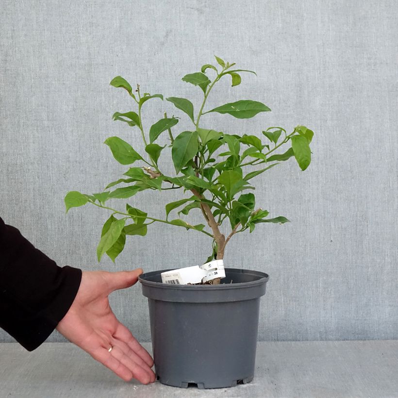 Bougainvillea spectabilis x glabra Violet de Mèze 3L/4L pot sample as delivered in spring
