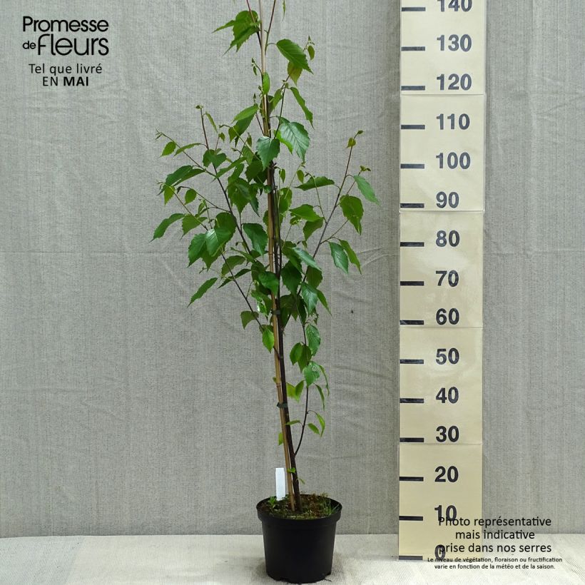 Betula albosinensis Fascination - Birch 2L/3L pot sample as delivered in spring