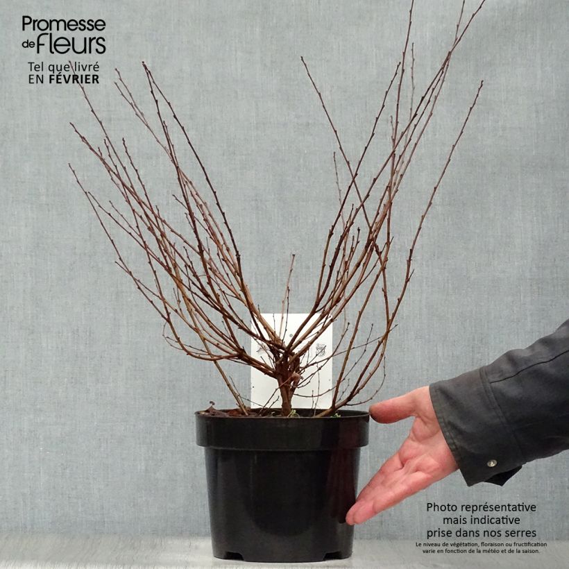 Betula nana - Dwarf Birch 2L/3L pot sample as delivered in winter
