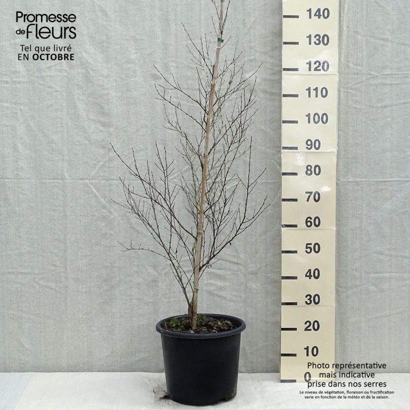 Betula nigra - Birch 7.5L/10L pot sample as delivered in autumn