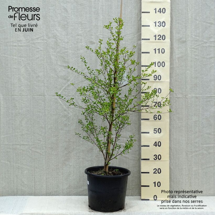 Betula nigra - Birch 7.5L/10L pot sample as delivered in spring