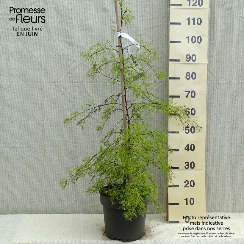 Betula pendula Karaca - Birch 7.5L/10L pot sample as delivered in spring