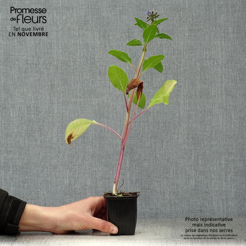 Borago officinalis 7/8 cm pot sample as delivered in autumn