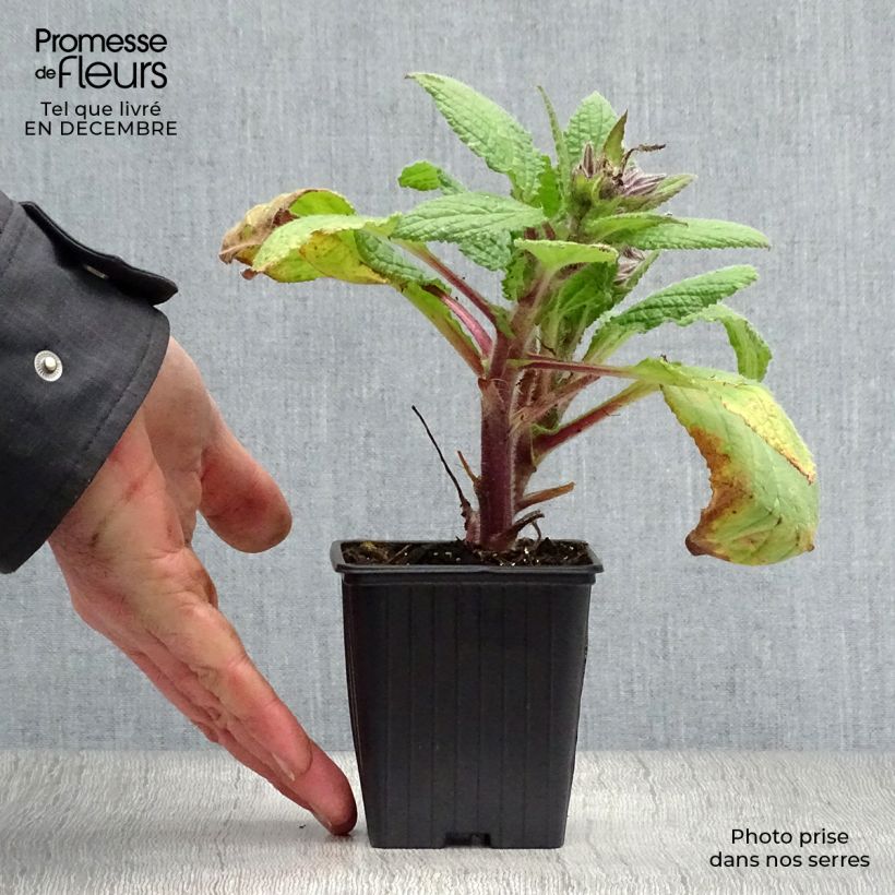 Borago officinalis 7/8 cm pot sample as delivered in winter