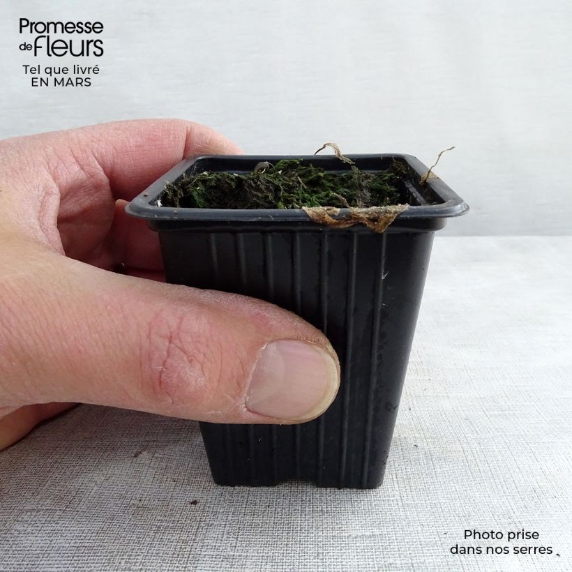 Borago officinalis 7/8 cm pot sample as delivered in spring