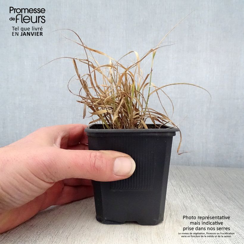 Bouteloua curtipendula 8/9 cm pot sample as delivered in winter