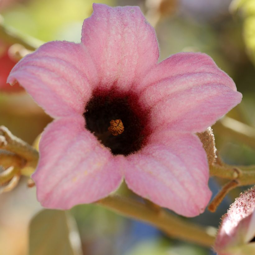 Brachychiton discolor (Flowering)